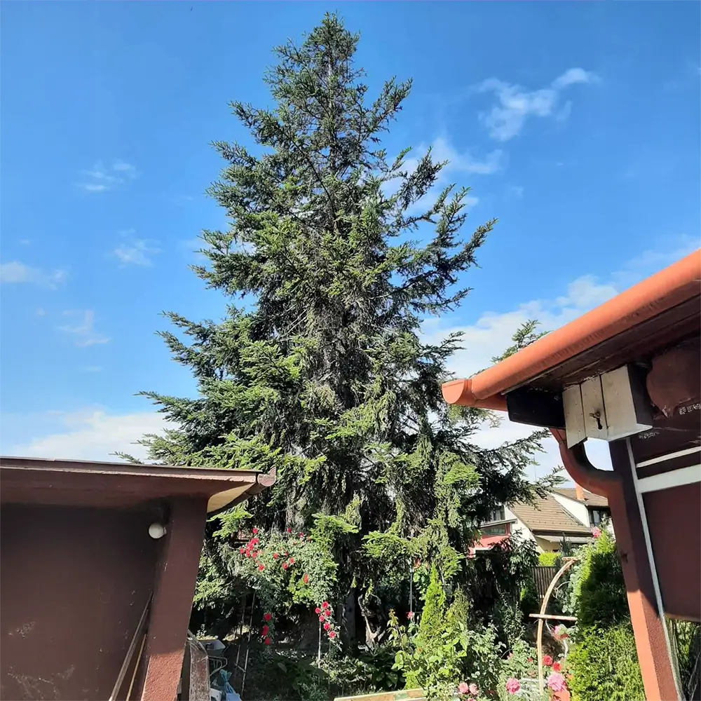 Családi ház alpintechnikás favágás Elötte