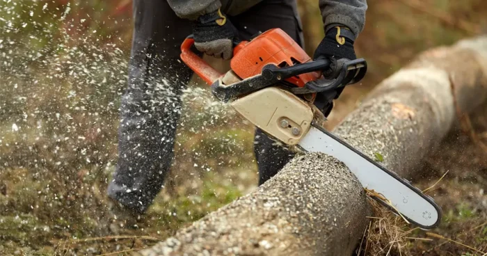 Favágás, telektisztítás