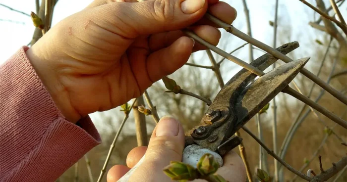Tavaszi munkálatok a kertben
