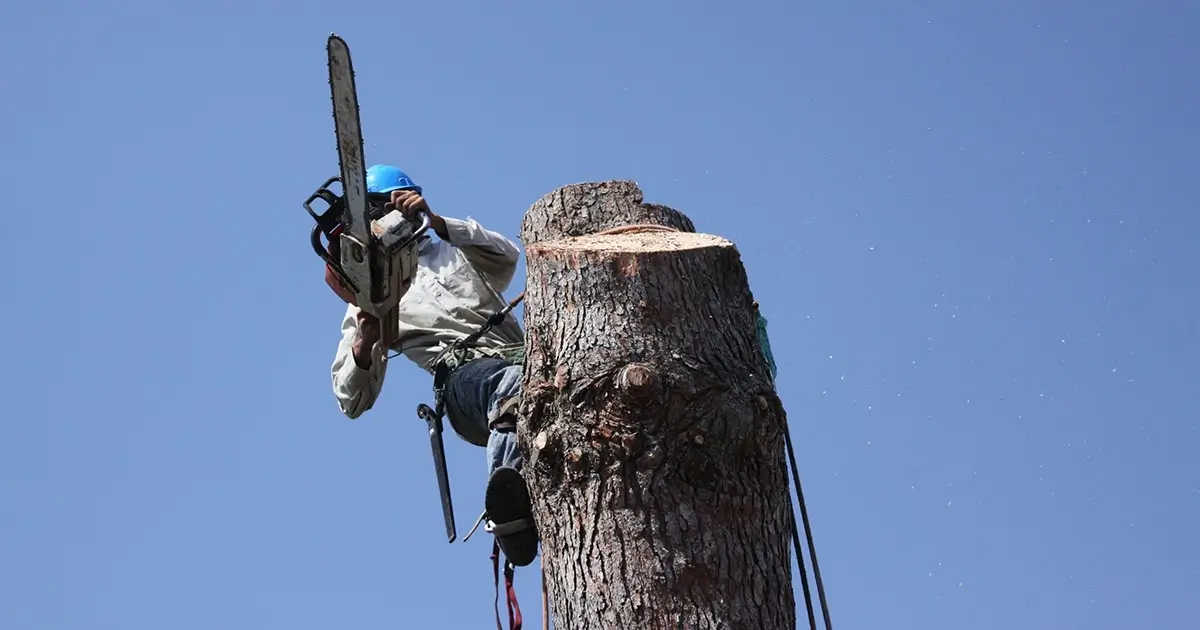 Fakivágás alpintechnikával végezve