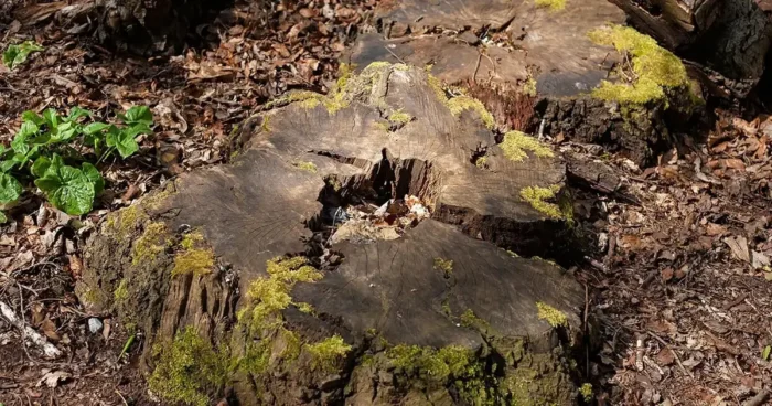 Tuskómarás: Csináljuk magunk vagy hívjunk szakembert?
