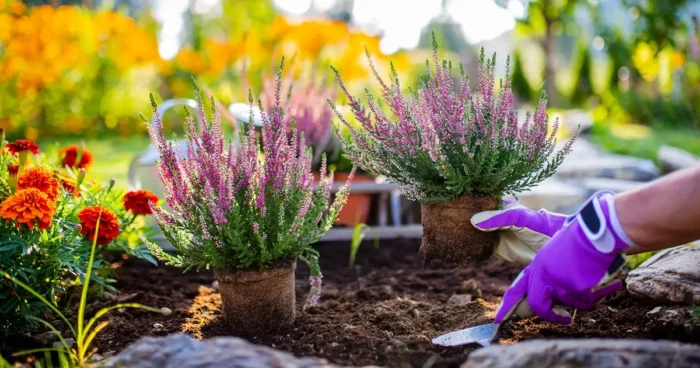 Virágoskert ültetési naptár