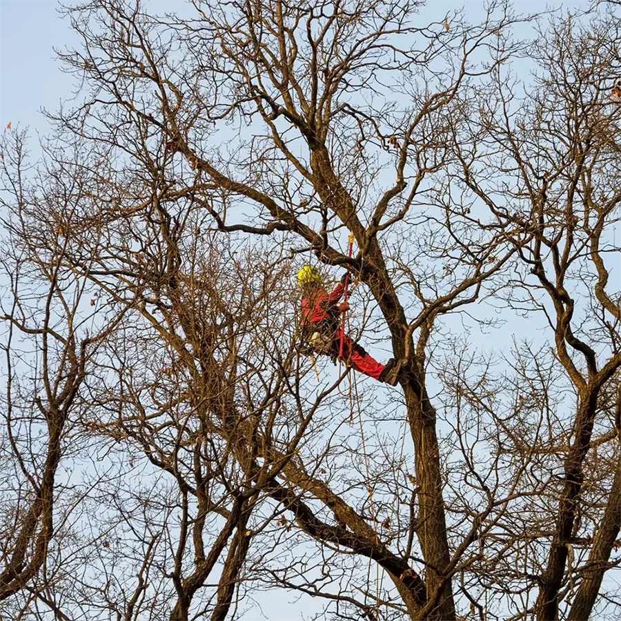 Alpintechnikás fakivágás árak