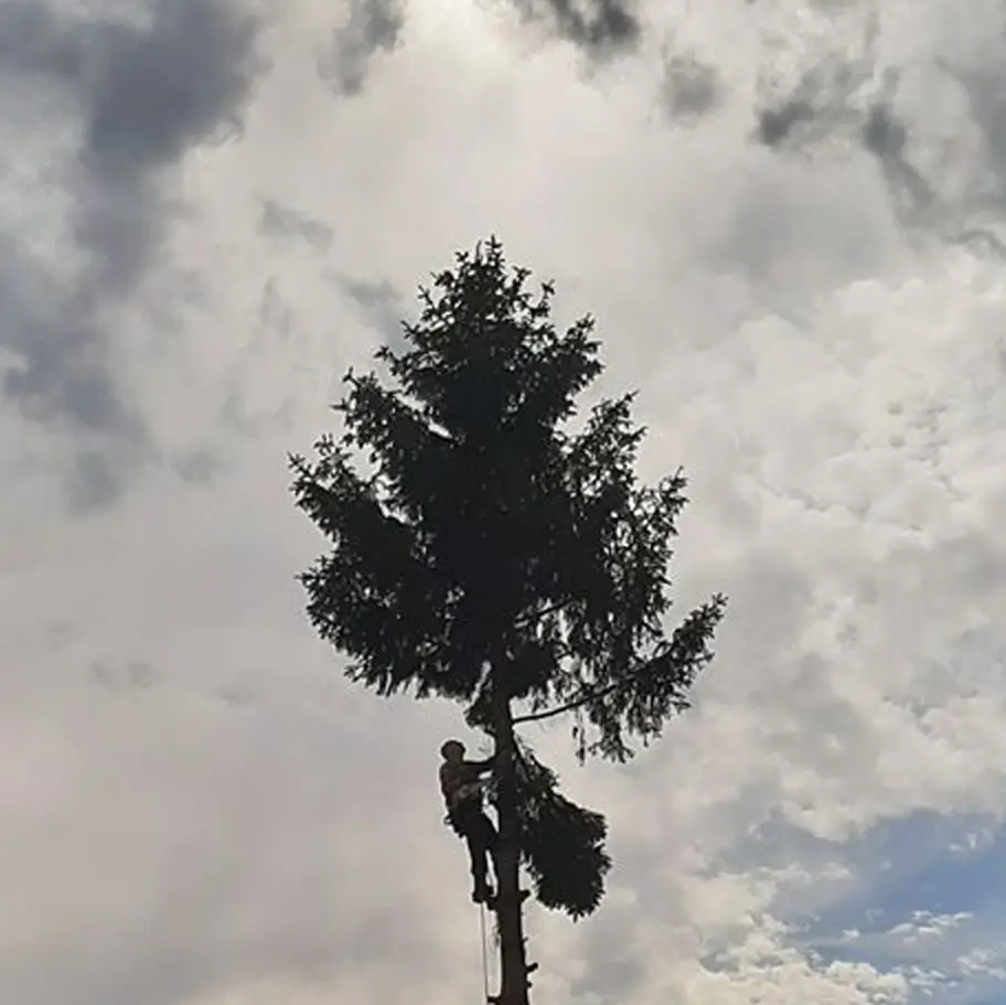 Alpntechnikás fakivágás