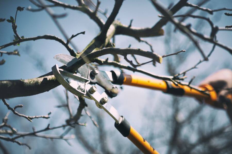 Egészségügyi gallyazás Egészségügyi gallyazás