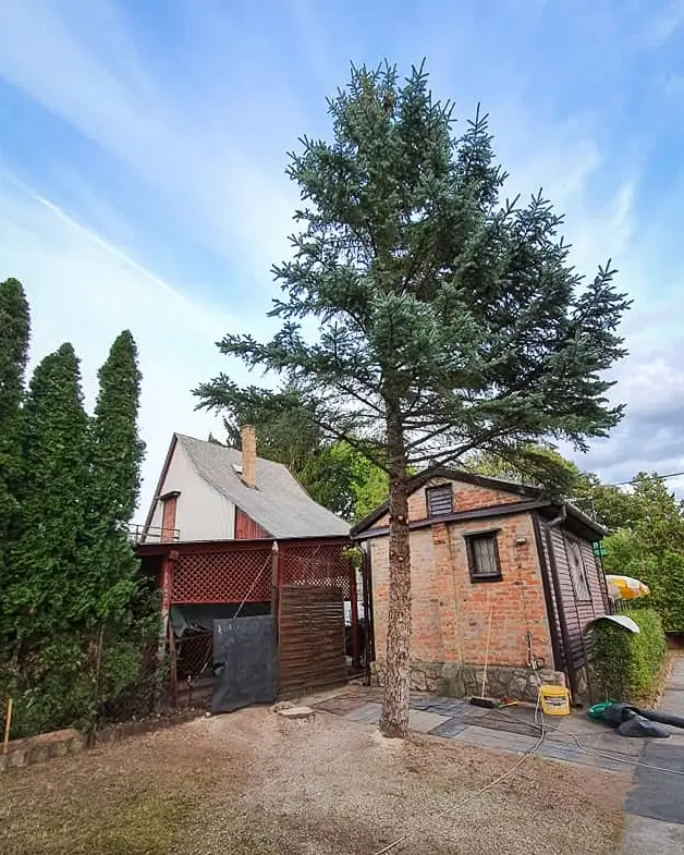 Faeltávolítás kerítéshez és épülethez közel, tuskómarás nélkül utána