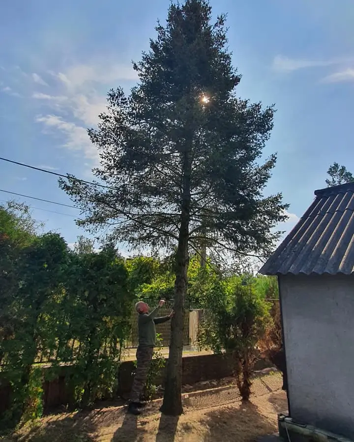 Faeltávolítás kerítéshez közel előtte