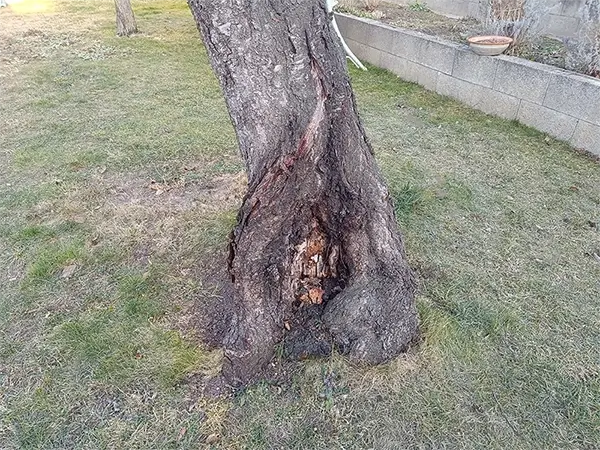 Veszélyes fa kivágása: Beteg fa