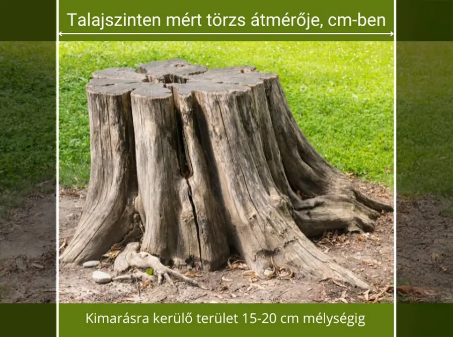 Hol mérjük a törzsátmérőt?