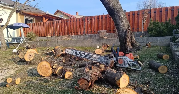 Veszélyes fa kivágása